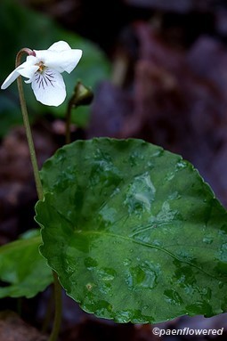 Flower with leaf